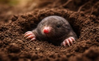 taupe-galerie-souterraine-terre-fraiche